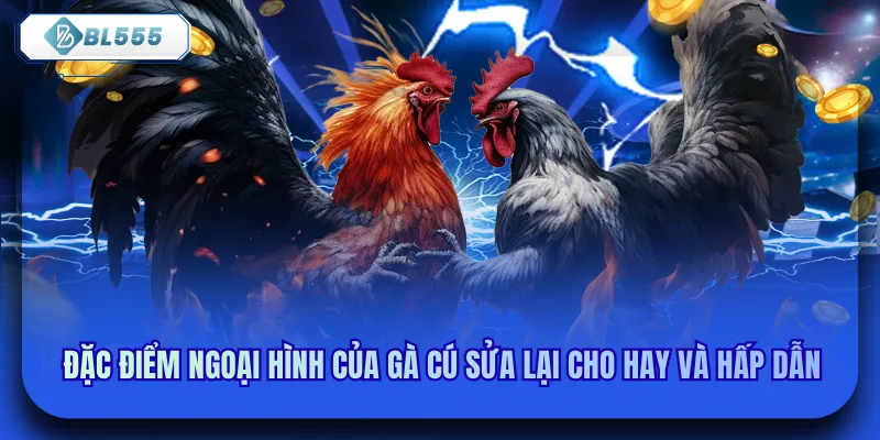 Đặc điểm ngoại hình của gà cú sửa lại cho hay và hấp dẫn 