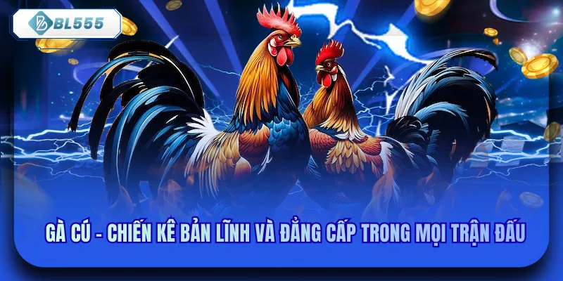 Gà Cú - Chiến Kê Bản Lĩnh Và Đẳng Cấp Trong Mọi Trận Đấu