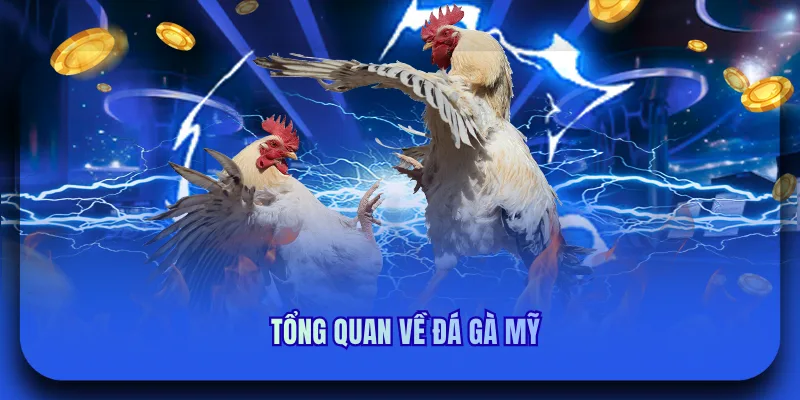 Tổng quan về đá gà mỹ